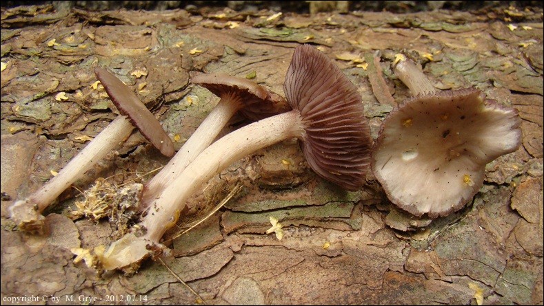 grzybówka gołębia - zdjęcie główne