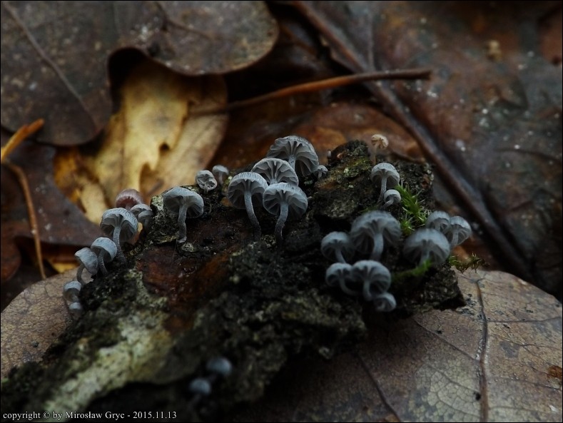 grzybówka niebieskoszara - zdjęcie główne