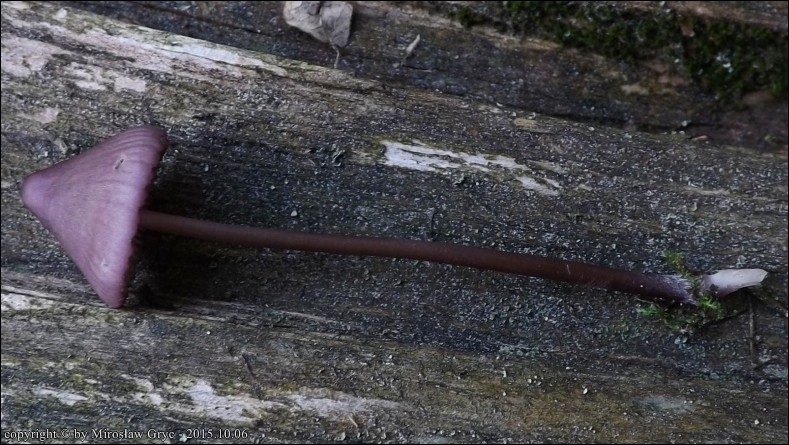 grzybówka fioletowobrązowa - zdjęcie główne