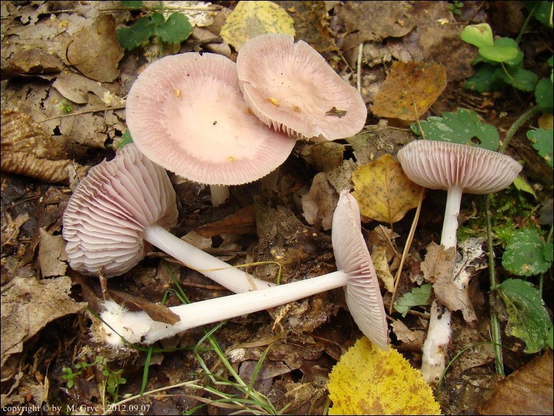 grzybówka różowa - zdjęcie główne