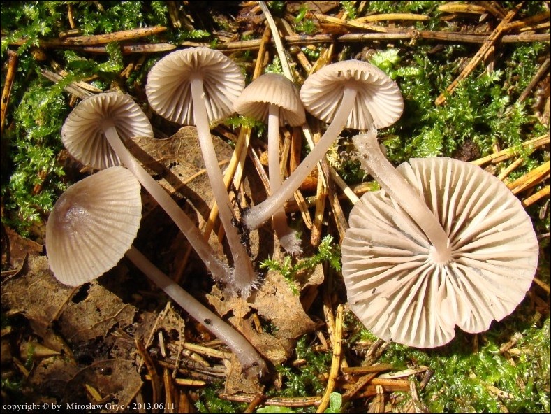 grzybówka czerwonoostrzowa - zdjęcie główne