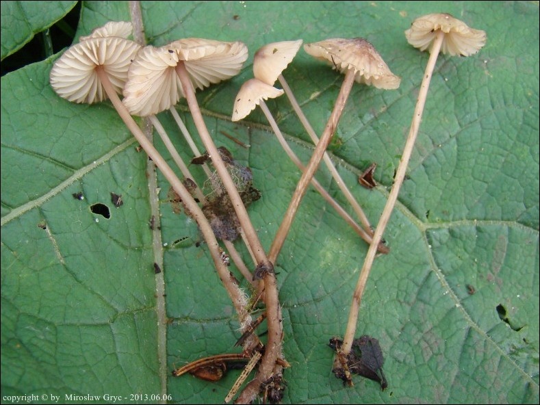 grzybówka krwawiąca - zdjęcie główne