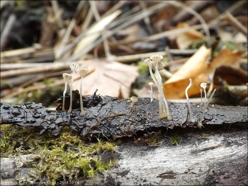 grzybówka cienkotrzonowa - zdjęcie główne