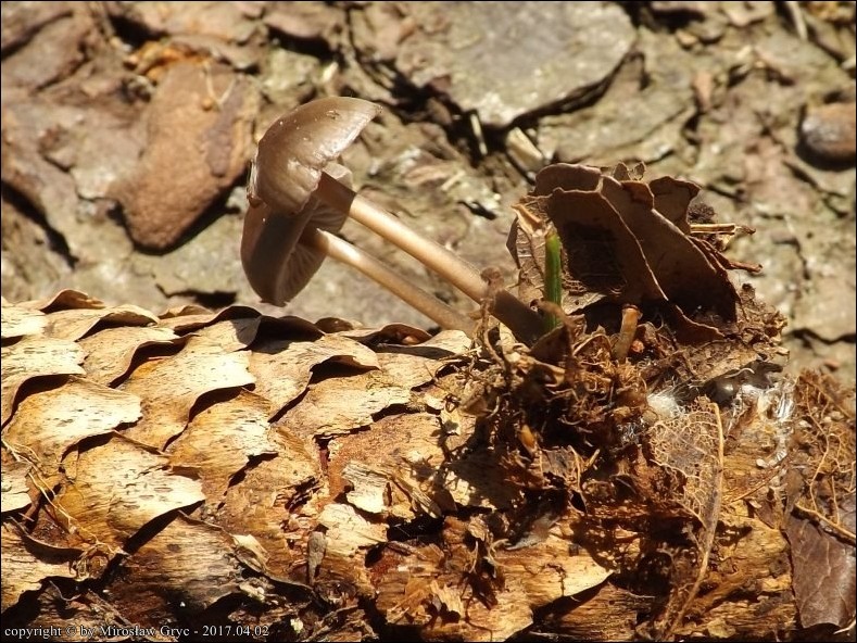 grzybówka wiosenna - zdjęcie główne