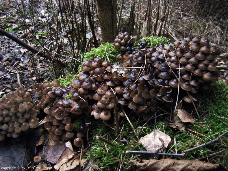 grzybówka dzwoneczkowata - zdjęcie główne