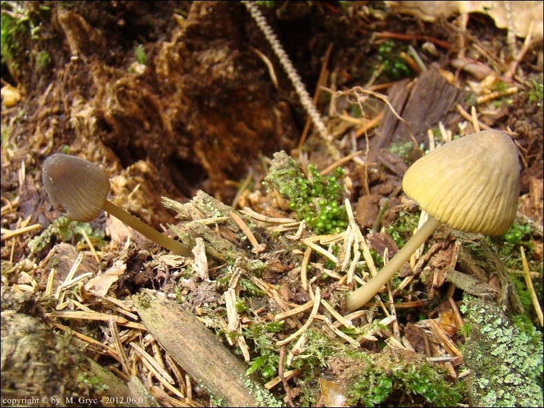 grzybówka zielonoostrzowa - zdjęcie główne