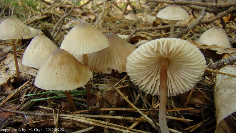 grzybówka rdzawoplamista - zdjęcie główne