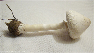Macrolepiota excoriata