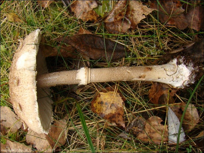 Macrolepiota fuliginosa