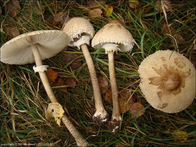 Macrolepiota konradii