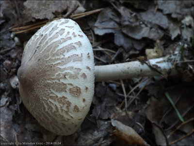 Macrolepiota mastoidea