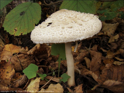 Macrolepiota nordica