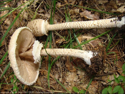 Macrolepiota procera