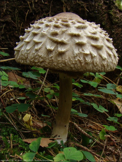 Macrolepiota rachodes