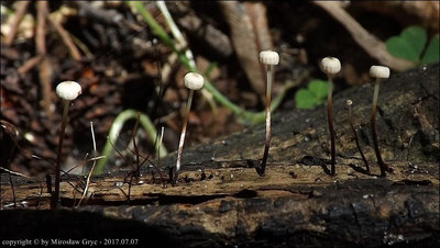 Marasmius bulliardii