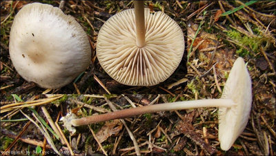 Marasmius wynnei