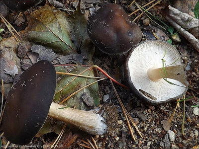 Melanoleuca melaleuca