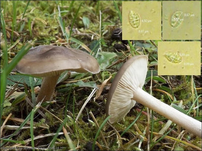 Melanoleuca polioleuca