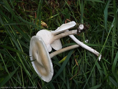 Melanoleuca strictipes