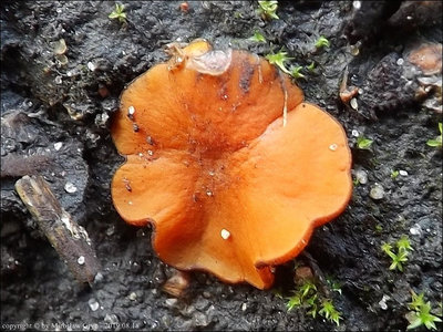 Melastiza carbonicola