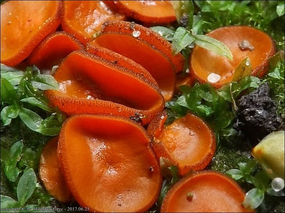 Melastiza cornubiensis