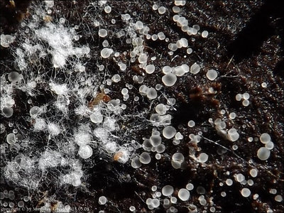 Mollisia sp. (2018.05.08)