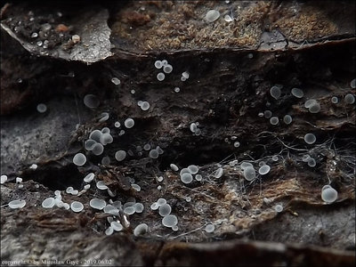 Mollisia sp. (2019.06.02)