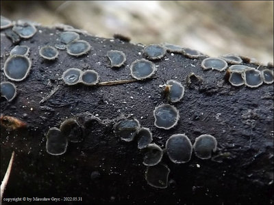 Mollisia sp. (2022.05.31)