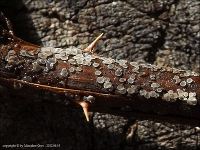 Mollisia alcalireagens