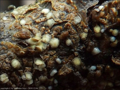 Mollisia caespiticia