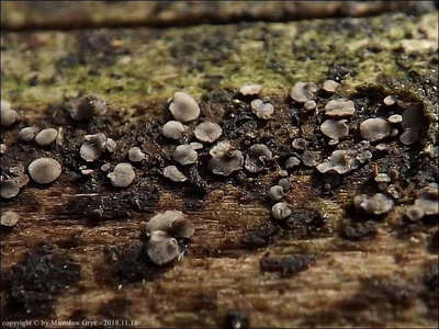 Mollisia lividofusca