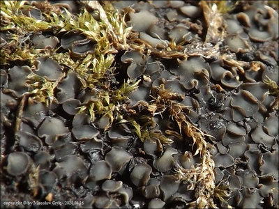 Mollisia scopiformis