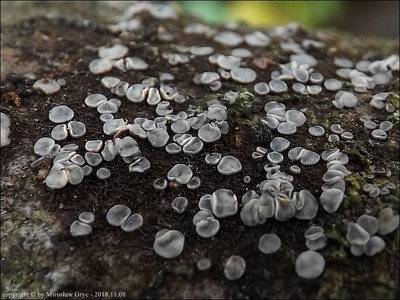 Mollisia velenovskyi