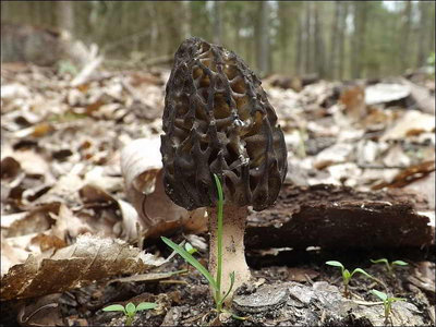 Morchella eximioides