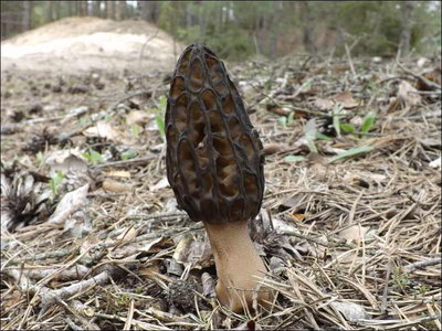 Morchella norvegiensis