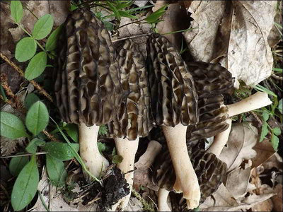 Morchella purpurascens