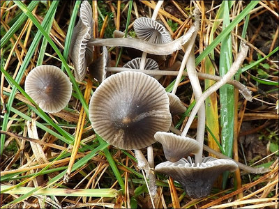 Mycena aetites