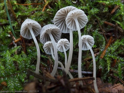 Mycena cinerella
