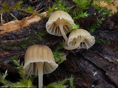 Mycena clavata