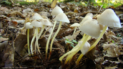 Mycena epipterygia