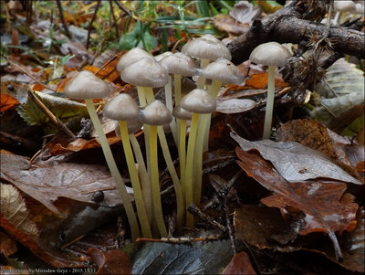 Mycena epipterygia var. viscosa