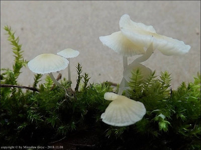 Mycena flavoalba f. bisporica