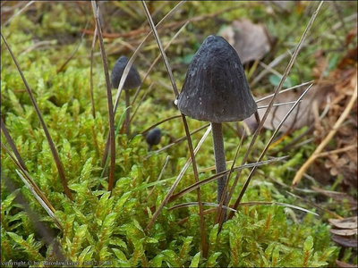 Mycena galopus v. leucogala