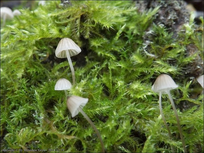 Mycena hiemalis