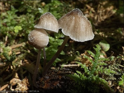 Mycena leptocephala