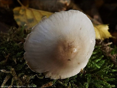 Mycena lignivora