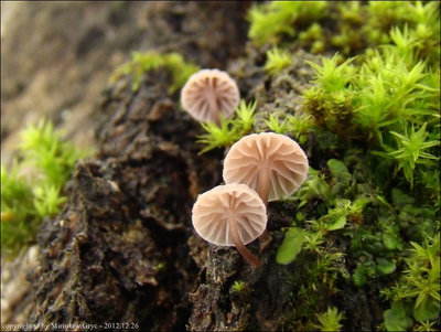 Mycena meliigena