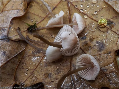 Mycena metata