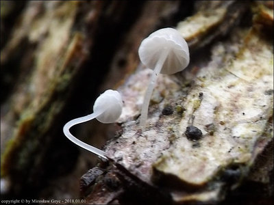 Mycena mirata