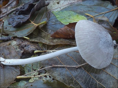Mycena niveipes